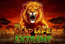 Image of the slot machine game The Wild Life Extreme provided by iSoftBet